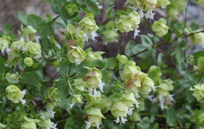 Масло от див риган (Origanum minutiflorum) Масло от див риган (Origanum minutiflorum)